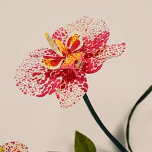 Orquídeas de papel . Paper Craft, Stationer, Design, Floral, Plant Design, Drawing, Traditional illustration, and Botanical Illustration project by Manuela Maya Rendón - 02.02.2022