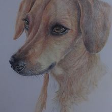 Il mio progetto del corso: Ritratto di animali da compagnia con matite colorate Ein Projekt aus dem Bereich Traditionelle Illustration und Naturalistische Illustration von Rosella Pagnini - 20.08.2023