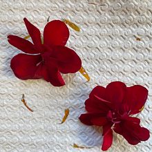 Meu projeto do curso: Papel reciclado feito à mão: crie um kit de papelaria. Un progetto di Artigianato, Belle arti, Papercraft, Rilegatura, DIY, Stationer e Design di Lyli Cândido - 18.08.2023