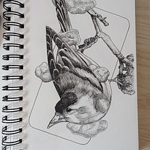 Mon projet du cours : Illustration réaliste d'oiseaux avec des éléments imaginatifs. Pencil Drawing, Drawing, Ink Illustration, and Naturalistic Illustration project by Kevin Candusso - 08.18.2023