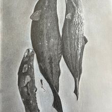 Sleeping Whales. 9 x 12 graphite on Arches paper . Un progetto di Disegno a matita e Bozzetti di Lisa Edwards - 21.08.2023