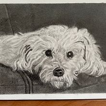 Harry Dog. 4 x 6 Graphite drawing . Un progetto di Disegno a matita e Bozzetti di Lisa Edwards - 21.08.2023
