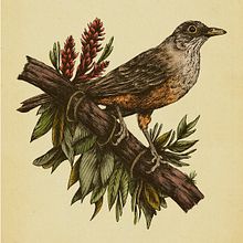 Mi proyecto del curso: Ilustración naturalista con bolígrafo - Sabiá-laranjeira. Traditional illustration, Drawing, Realistic Drawing, and Naturalistic Illustration project by Leo SX - 08.18.2023