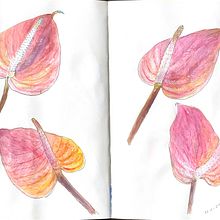 My project for course: Botanical Sketchbooking: A Meditative Approach. Traditional illustration, Sketching, Drawing, Watercolor Painting, Botanical Illustration, and Sketchbook project by Amna Albanna - 08.22.2023