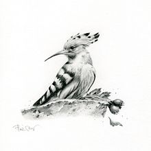 Ritratto di animali con matita di grafite. Projekt z dziedziny Ilustracja naturalist, czna, R, sunek ołówkiem,  R i sunek użytkownika Pina Muscas - 26.08.2023