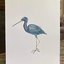 Mi proyecto del curso: Ilustración naturalista de aves con acuarela . % Héctor Espinosa tarafından hazırlanan Geleneksel illüstrasyon, Suluboya Resim, Gerçekçi Çizim, Ve Doğalcı İllüstrasyon projesi - 08.23.2023