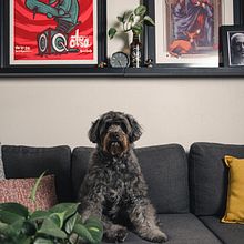 Mi proyecto del curso: Fotografía lifestyle de perros. Photograph, Portrait Photograph, Instagram Photograph, Documentar, Photograph, Lifest, and le Photograph project by Sergio Miranda Cubos - 07.26.2023