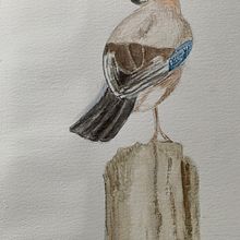 Jaybird. Projekt z dziedziny Trad, c, jna ilustracja, Malowanie akwarelą, R, sunek realist, czn, Ilustracja naturalist i czna użytkownika Carlo Alb - 26.08.2023
