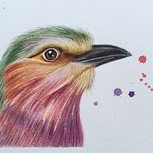 Aves. Traditional illustration, Watercolor Painting, Drawing, Portrait Drawing, and Realistic Drawing project by Mayarí Mazariegos De León - 08.26.2023