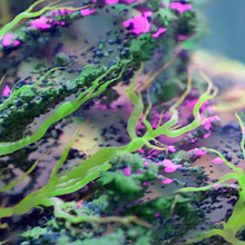 Mitosis. Motion Graphics, 3D, and Animation project by Ian Frederick - 08.28.2023