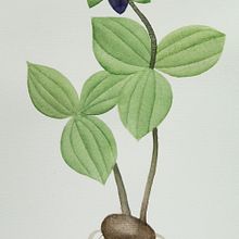 Mi proyecto del curso: Ilustración botánica con acuarela. Un projet de Illustration traditionnelle, Beaux Arts, Peinture, Dessin, Aquarelle et Illustration botanique de antoniomartins - 28.08.2023