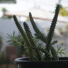 Meu projeto do curso: Fotografia para iniciantes: descubra sua câmera digital . % Milena Godoi Masutti tarafından hazırlanan Fotoğrafçılık, Dijital Fotoğrafçılık, Fotoğrafik Kompozis, Ve on projesi - 08.21.2023