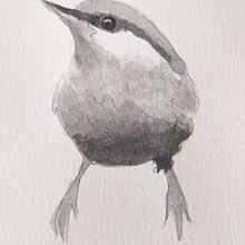 Mi proyecto del curso: Acuarela artística para ilustración de aves . % soledad cazorla tarafından hazırlanan Geleneksel illüstras, on, Sulubo, a Resim, Gerçekçi Çizim, Doğalcı İllüstras, Ve on projesi - 08.29.2023