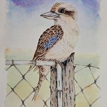 Cheeky Kookaburra on Fence Post. Un progetto di Illustrazione tradizionale e Pittura ad acquerello di Ian Macfarlane - 30.08.2023