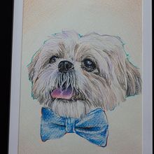 Mi proyecto del curso: Retratos de Mascotas en Lápices de Colores. Un proyecto de Ilustración tradicional e Ilustración naturalista				 de David Boker - 01.09.2023