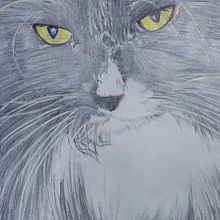 Mi proyecto del curso: Retratos de Mascotas en Lápices de Colores. Projekt z dziedziny Trad, c, jna ilustracja, Ilustracja naturalist i czna użytkownika nquero - 19.10.2023