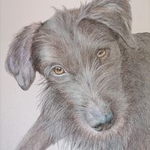 My project for course: Pet Portraits in Colored Pencils. Un projet de Illustration traditionnelle et Illustration naturaliste de bejuleo1 - 03.09.2023
