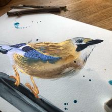 Eichelhäher Aquarell. Un projet de Illustration traditionnelle , et Aquarelle de sonbader - 03.09.2023