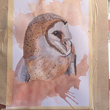 Barnowl big . % Angelique Termeer tarafından hazırlanan Sulubo, Ve a Resim projesi - 09.04.2023