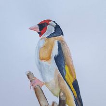 Mijn project van de cursus: Vogels illustreren met artistieke aquarel . % Angelique Termeer tarafından hazırlanan Geleneksel illüstras, on, Sulubo, a Resim, Gerçekçi Çizim, Doğalcı İllüstras, Ve on projesi - 09.04.2023