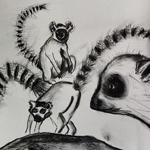 My project for course: Animal Illustration with Charcoal and Ink. Fine Arts, Drawing, Ink Illustration, and Naturalistic Illustration project by Barbara Manning - 09.06.2023