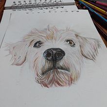 Mi proyecto del curso: Retratos de Mascotas en Lápices de Colores. Projekt z dziedziny Trad, c, jna ilustracja, Ilustracja naturalist i czna użytkownika Mari Ortiz - 07.09.2023