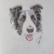 Mijn project van de cursus: Dierportretten in kleurpotlood . Ilustrație tradițională & Ilustrație naturalistă de fiederelsbeth - 09.29.2023