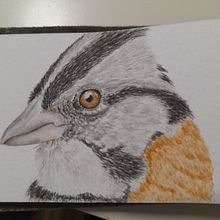 Mi proyecto del curso: Técnicas experimentales de acuarela para principiantes. Un progetto di Illustrazione tradizionale, Belle arti, Pittura ad acquerello e Illustrazione naturalistica di danielazambranoalvarez - 05.01.2023