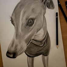 Graphite Sketch - Luna Whippet. Projekt z dziedziny Sketching, R, sunek ołówkiem, R, sunek realist, czn,  R i sunek użytkownika Tiffanee Cook - 31.08.2023