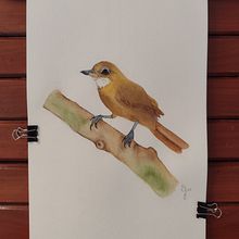 Meu projeto do curso: Técnicas expressivas de aquarela para ilustração de pássaros. Un proyecto de Ilustración tradicional, Pintura a la acuarela, Dibujo realista e Ilustración naturalista				 de Samila da Silva Galés Dias - 10.09.2023