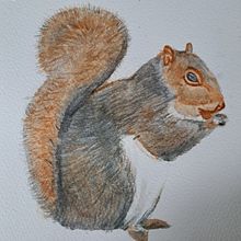 My project for course: Expressive Animal Portraits in Watercolor - squirrel  Ein Projekt aus dem Bereich Traditionelle Illustration, Aquarellmalerei, Realistische Zeichnung und Naturalistische Illustration von lamportm284 - 11.09.2023