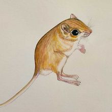 Mi proyecto del curso: Ilustración científica de animales en acuarela. Projekt z dziedziny Trad, c, jna ilustracja, Malowanie akwarelą, R, sunek realist, czn, Ilustracja naturalist i czna użytkownika Lili carrion - 13.09.2023