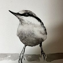 My project for course: Artistic Watercolor Techniques for Illustrating Birds. Watercolor Painting, Realistic Drawing, Traditional illustration, and Naturalistic Illustration project by pzachari - 09.13.2023