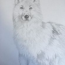 My project for course: Naturalistic Animal Drawing with Graphite Pencil. Projekt z dziedziny Trad, c, jna ilustracja, R, sunek ołówkiem,  R, sunek, Ilustracja naturalist i czna użytkownika lcbullivant - 18.09.2023