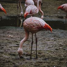 My project for course: Surrealistic Photomontage with Photoshop Ein Projekt aus dem Bereich Bildbearbeitung, Fotoretuschierung, Digitalfotografie, Fotografische Komposition und Fotomontage von Mohammed Hasib - 15.09.2023