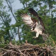 Nesting Ospreys. Photograph project by Diane Holmes - 09.20.2023