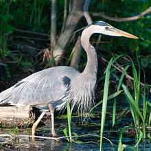 Bird Photography . Photograph project by Diane Holmes - 09.20.2023