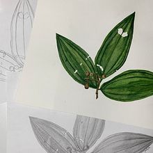 Meu projeto do curso: Desenho botânico realista em aquarela. Projekt z dziedziny Design, Trad, c, jna ilustracja,  Sztuki piękne,  Malarstwo, Malowanie akwarelą, R i sunek botaniczn użytkownika Julianna Egle - 19.09.2023