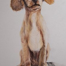 Mein Abschlussprojekt für den Kurs: Haustierporträts mit Buntstiften. Un proyecto de Ilustración tradicional e Ilustración naturalista				 de Katrin Krammer - 21.09.2023