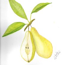 Meu projeto do curso: Ilustração botânica realista: entre em contato com a natureza Ein Projekt aus dem Bereich Malerei, Aquarellmalerei, Botanische Illustration und Naturalistische Illustration von Claudio Santana - 24.09.2023