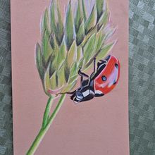 Bloem met lieveheersbeestje. Un projet de Dessin au cra , et on de Marion Van steerteghem - 25.09.2023
