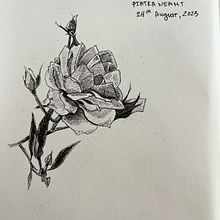 A sketchbook of flowers drawn in pen. Drawing project by inatsetsova - 09.25.2023