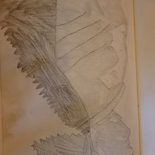 Stuff I've drawn idk. Un proyecto de Dibujo a lápiz de Aemon Young - 25.09.2023