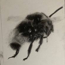 Mon projet du cours : Illustration naturaliste à l'aquarelle et au fusain. Traditional illustration, Painting, and Naturalistic Illustration project by Trysken Van Crombrugge - 09.26.2023