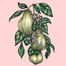 My project for course: Creating Botanical Patterns from a Drawing. Projekt z dziedziny Ilustracja c, frowa, R, sunek botaniczn, R, sunek c i frow użytkownika tatianaklemen - 15.09.2023