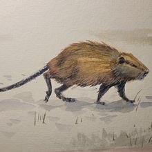 My project for course: Scientific Illustration of Animals in Watercolor  Ein Projekt aus dem Bereich Traditionelle Illustration, Aquarellmalerei, Realistische Zeichnung und Naturalistische Illustration von Molli Woodtagger - 02.10.2023