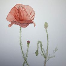 Mi Proyecto del Curso: Ilustración Botánica con Acuarela. Traditional illustration, Fine Arts, Painting, Drawing, Watercolor Painting, and Botanical Illustration project by Lidia López León - 10.04.2023