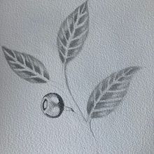 Mon projet du cours : Illustration botanique à l’aquarelle. Traditional illustration, Fine Arts, Painting, Drawing, Watercolor Painting, and Botanical Illustration project by Trysken Van Crombrugge - 10.05.2023