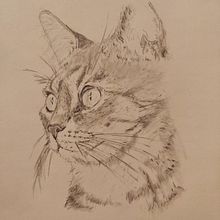Mi proyecto del curso: Dibujo naturalista de animales con grafito. Traditional illustration, Pencil Drawing, Drawing, and Naturalistic Illustration project by reuhtte - 10.05.2023