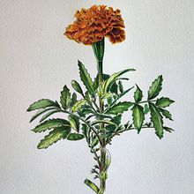 Il mio progetto del corso: Illustrazione botanica con acquerello. Traditional illustration, Fine Arts, Painting, Drawing, Watercolor Painting, and Botanical Illustration project by Claudia Foroni - 10.07.2023